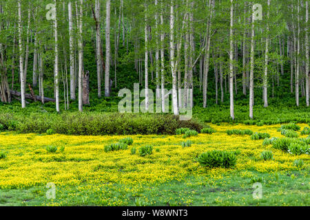 Crested Butte, Colorado Snodgrass trail in summer in Rocky Mountains with field meadow of buttercup yellow flowers Stock Photo