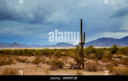 Arizona desert panorama landscape in saguaro cactus and Black Mountain Stock Photo