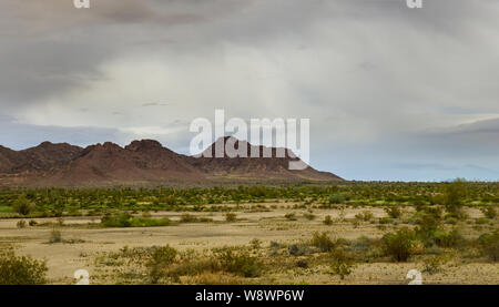 Panorama Saguaro Cactus in desert mountains on skyline of Arizona Stock Photo
