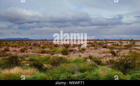 Mountains with saguaro cactus covered in landscape Stock Photo