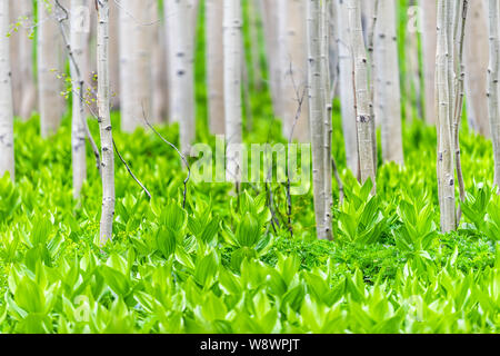 Aspen forest trees pattern in summer with Yellow lady's slipper plants in Snodgrass trail in Mount Crested Butte, Colorado in National Forest park Stock Photo