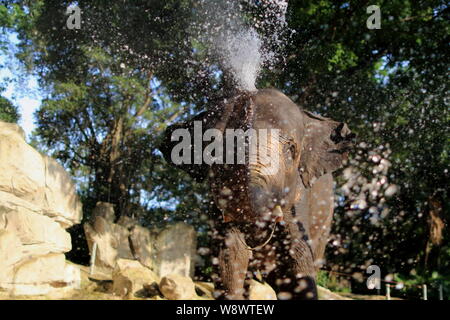 An elephant enjoys a shower to cool down at Shenzhen Safari Park on a hot day in Shenzhen city, south Chinas Guangdong province, 28 May 2014. Stock Photo