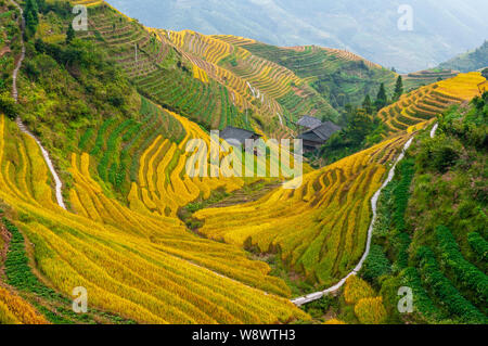 The majestic rice terraced fields during harvest season near Ping An village, Longji Terraced Fields Scenic Area, Longsheng County, Guangxi, China. Stock Photo
