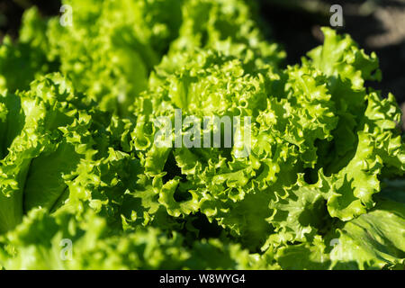 Lettuce farm. Green lettuce plants in growth at field. Eco farming Stock Photo