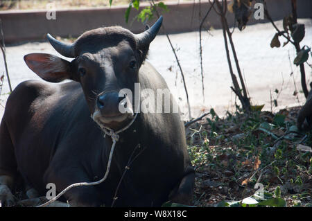 Makassar, Indonesia - August 11th, 2019. A cow lays on the ground before being sacrificed for Eid al-Adha celebration. Indonesian muslims and muslims around the world celebrate Eid al-Adha on Sunday to Monday. The holy day also called the 'Festival of the Sacrifice', is the second of two Islamic holidays celebrated worldwide each year after Eid al-Fitr. Stock Photo