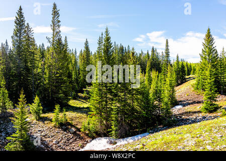 Pine tree forest with snow on ground on Thomas Lakes Hike in Mt Sopris, Carbondale, Colorado on sunny early summer day Stock Photo