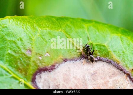 Extreme closeup macro photography of an insect on a green large leaf Stock Photo