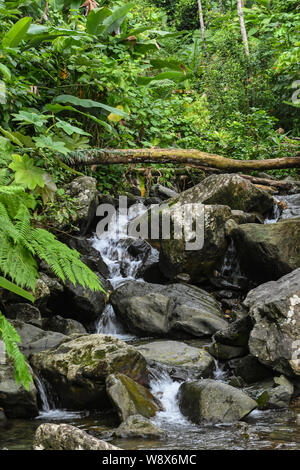 Pretty forest stream with small waterfalls in El Yunque National Forest - rainforest - shows recovery of Puerto Rico landscape from Hurricane Maria Stock Photo