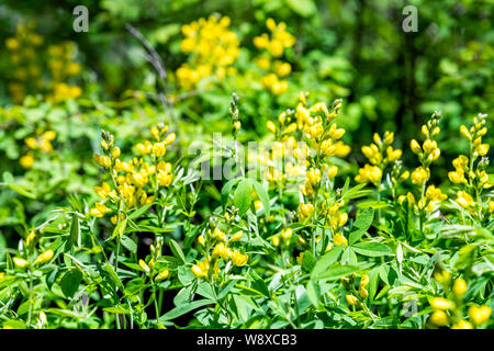 Colorful vivid field meadow of yellow banner flowers in Kebler Pass forest in Colorado in summer in Rocky Mountains Stock Photo