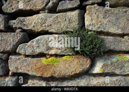 View of the relic of the Great Wall of Qin Dynasty in Guyang county, Baotou city, north Chinas Inner Mongolia Autonomous Region, 7 September 2008. Stock Photo