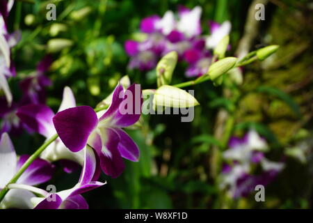 Orchids by the gardens, Botanic Gardens, Singapore Stock Photo