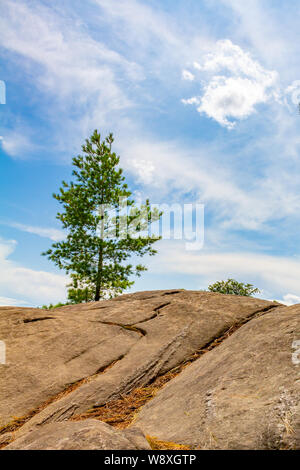 A coniferous tree stands on a rocky surface, which is actually the lead up to a cliff. It is seen from a low angle against a vibrant sky. Stock Photo