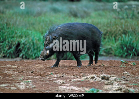 GIANT FOREST HOG  Hylochoerus meinertzhageni Aberdare National Park, Kenya. Leaving a water hole. Profile. Side view. Stock Photo