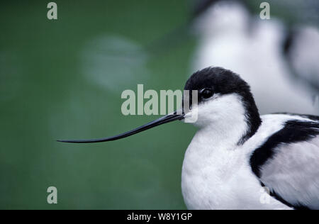 AVOCET (Recurvirostra avosetta). Head profile showing upcurved bill or beak. Feeding adaptation. Stock Photo