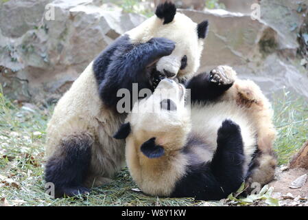 Giant panda twins Chengda and Chengxiao play at the Hangzhou Zoo in Hangzhou city, east Chinas Zhejiang province, 21 December 2014. Stock Photo