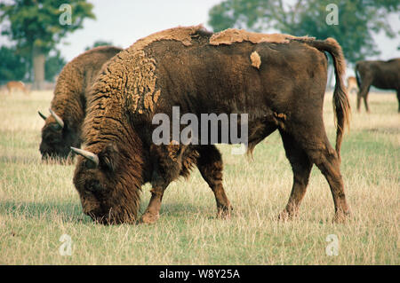 EUROPEAN BISON or WISENT  Bison bonasus males grazing. Species of bovid, megafauna, that could be included in re-wilding projects in Europe. Stock Photo