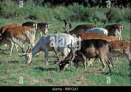 FALLOW DEER (Dama dama), grazing bachelor herd of individuals showing coat or pelage colour variations, spotted, black and white. In a park setting. Stock Photo