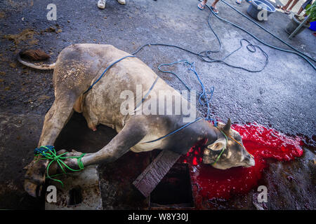 Yogyakarta, Indonesia. 11th Aug, 2019. Muslims slaughter a cow for sacrifice during Eid al-Adha or Festival of Sacrifice celebrations at Margoyuwono Mosque in Yogyakarta, Indonesia. Muslims around the world are preparing to celebrate Eid al-Adha or Festival of Sacrifice which marks the end of the annual haj pilgrimage. (Photo by Rizqullah Hamiid Saputra/Pacific Press) Credit: Pacific Press Agency/Alamy Live News Stock Photo