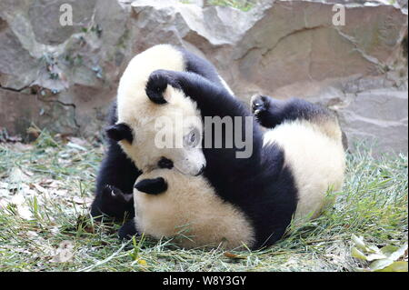 Giant panda twins Chengda and Chengxiao play at the Hangzhou Zoo in Hangzhou city, east Chinas Zhejiang province, 21 December 2014. Stock Photo