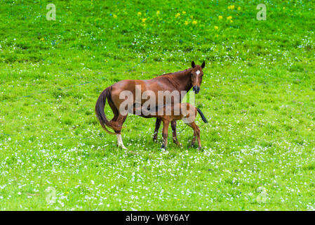 Brown beautiful horse feeding milk foal on a meadow in the mountains Stock Photo