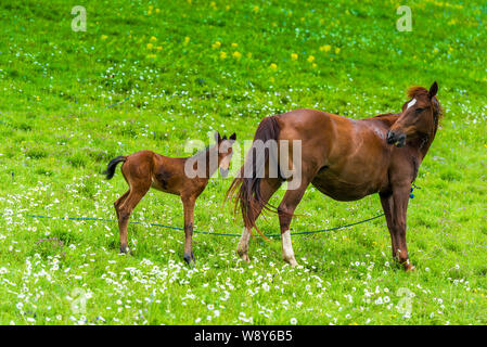 Portrait of horse mom with foal on a green meadow Stock Photo