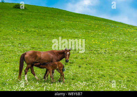Brown horse on a green juicy meadow with a foalм Stock Photo