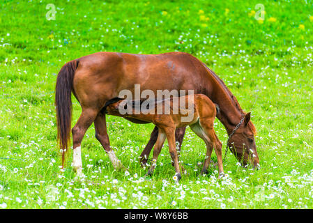 Feeding - the horse feeds the little foal in the meadow Stock Photo