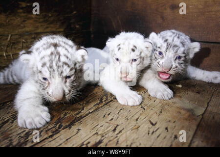 White tiger cubs to make public debut - China 