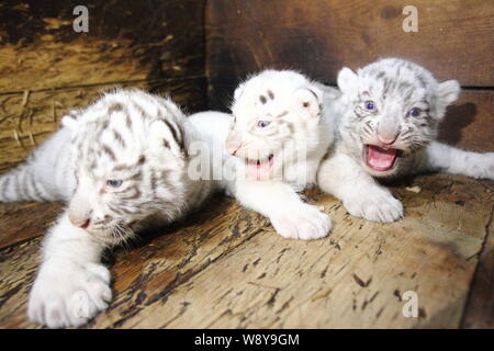 The Independent - One of three newborn white Bengal tiger cubs is pictured  with its mother in La Pastora Zoo in the municipality of Guadalupe, Mexico