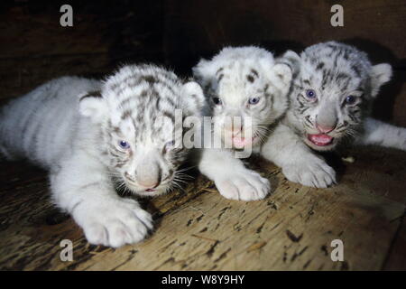 Newborn white tiger triplets struggle to stay awake as they make public  debut at zoo in China