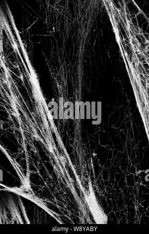 gothic spider web wallpaper