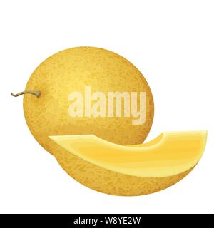 Whole  and slice fresh honeydew melon on white background, vector illustration Stock Vector