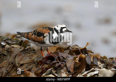 Ruddy Turnstone, Arenaria interpres, feeding on kelp at coast Stock Photo