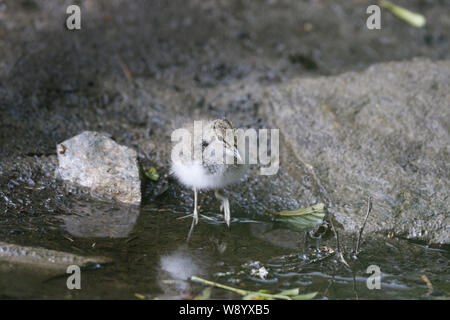 Common Sandpiper, Actitis hypoleucos, chick Stock Photo