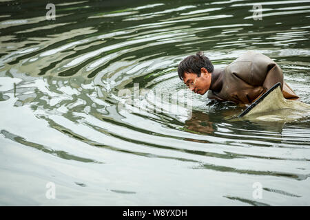 A Chinese larvae collector drags his fishing net to catch larvae of mosquitoes in the Qinghe River in Beijing, China, 22 July 2014.   Every summer, ab Stock Photo