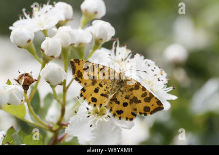 Speckled Yellow Moth, Pseudopanthera macularia Stock Photo