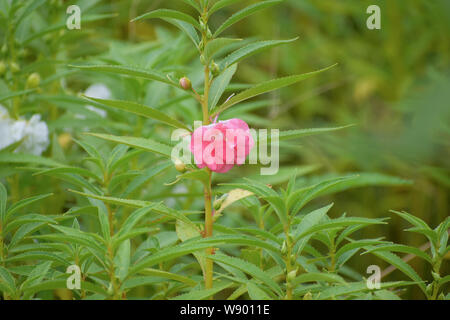 Closeup Picture of dopati flower or mpatiens balsamina, commonly known as balsam, garden balsam, rose balsam Stock Photo