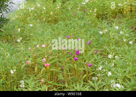 Garden of dopati flower or mpatiens balsamina, commonly known as balsam, garden balsam, rose balsam Stock Photo
