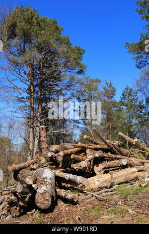 Chopped wooden logs lie stacked after trees are cleared on the island of Osterøy in Hordaland county, Norway. Stock Photo