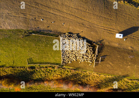 Sheep in sheepfold above in early morning lights. Aerial drone shot Stock Photo