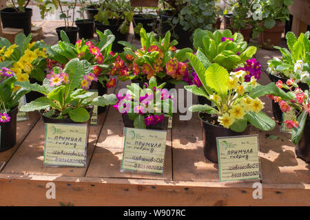 13-05-2019 Russia Moscow Exhibition of garden flowers primrose primula in the Pharmaceutical garden. Primrose from private collections, rare varieties Stock Photo