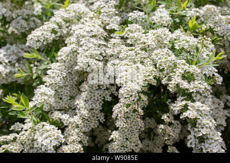 Spiraea cinerea Grefsheim branches with a lot of small white flowers, close-up texture floral background. Bundles of white flowers with yellow stamens Stock Photo