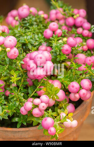 Pernettya Pinkberry Berry. Decorative evergreen shrub of the heather family. Pernettya fruits are pink white purple. Berry inedible garden decoration Stock Photo