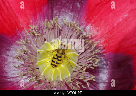 Hoverfly on Opium Poppy Flower Syrphus species Essex, UK IN001083 Stock Photo