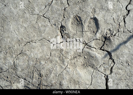 animal footprint on dry ground Stock Photo