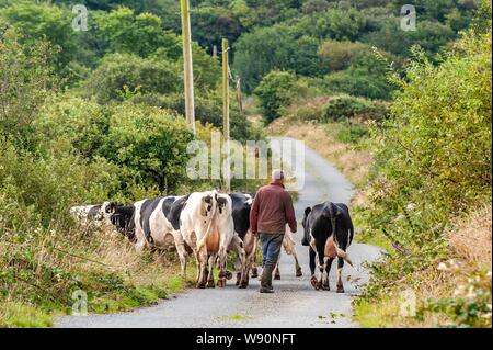 Ballydehob, West Cork, Ireland. 12th Aug, 2019. West Cork farmer, Ben Deane returns his dairy herd to the fields after milking on his farm in Ballydehob. The day will be a mix of sunshine and  heavy showers, possibly thundery, with top temperatures of 15 to 18 degrees. Credit: Andy Gibson/Alamy Live News Stock Photo