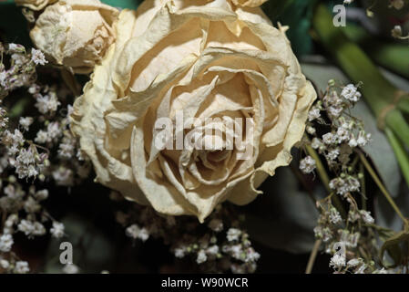 Old Dried cream rose from a wedding bouquet Stock Photo