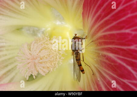 Marmalade Hoverfly - on Hollyhock Flower Episyrphus balteatus Essex, UK IN001128 Stock Photo