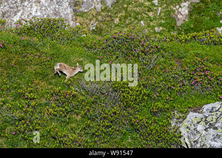 rennender junger Steinbock auf Felsenvorsprung in den Berner Alpen Stock Photo
