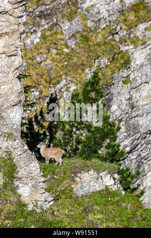 junger Steinbock auf Felsenvorsprung in den Berner Alpen Stock Photo